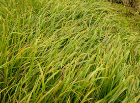 Kostřava obrovská - Festuca gigantea