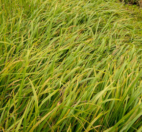 Kostřava obrovská - Festuca gigantea