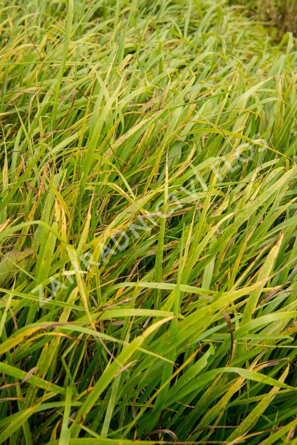 Kostřava obrovská - Festuca gigantea