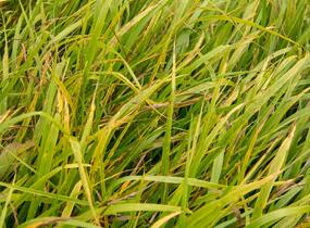 Kostřava obrovská - Festuca gigantea