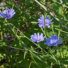 Čekanka obecná - Cichorium intybus