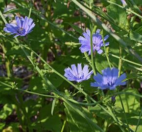 Čekanka obecná - Cichorium intybus