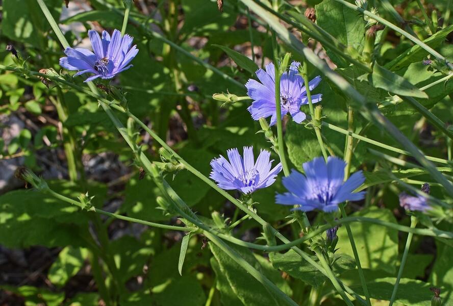 Čekanka obecná - Cichorium intybus