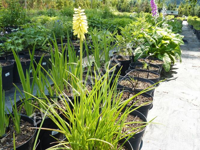 Kleopatřina jehla - Kniphofia citrina