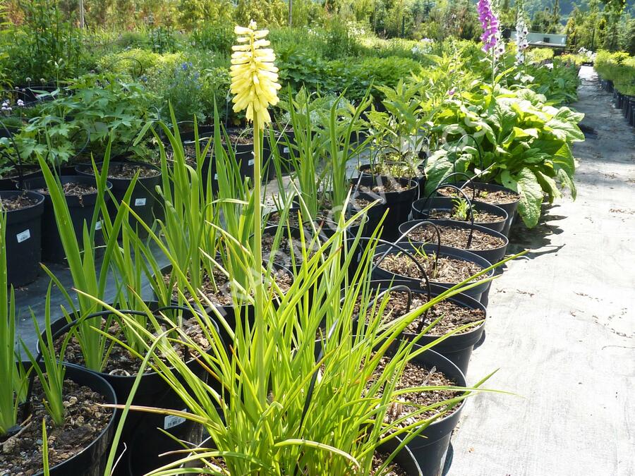 Kleopatřina jehla - Kniphofia citrina