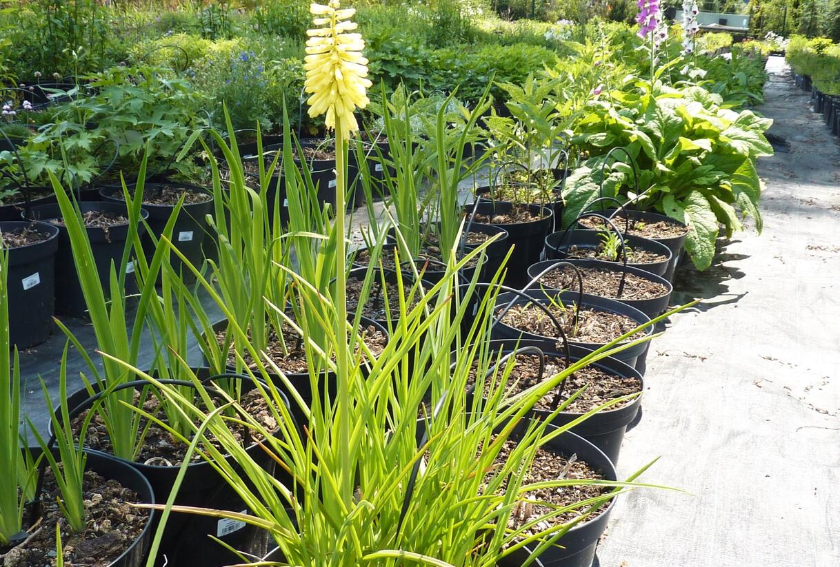 Kleopatřina jehla - Kniphofia citrina