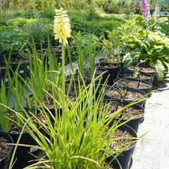 Kleopatřina jehla - Kniphofia citrina