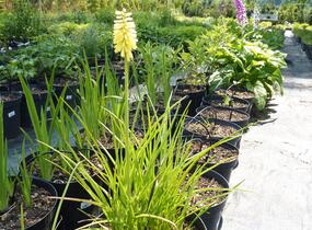 Kleopatřina jehla - Kniphofia citrina
