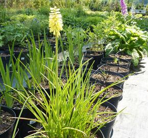 Kleopatřina jehla - Kniphofia citrina