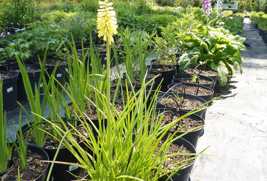 Kleopatřina jehla - Kniphofia citrina