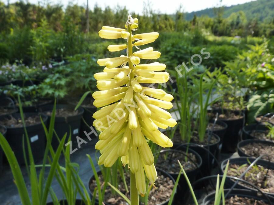 Kleopatřina jehla - Kniphofia citrina