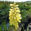 Kleopatřina jehla - Kniphofia citrina