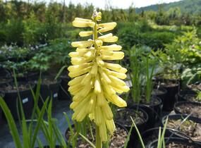 Kleopatřina jehla - Kniphofia citrina