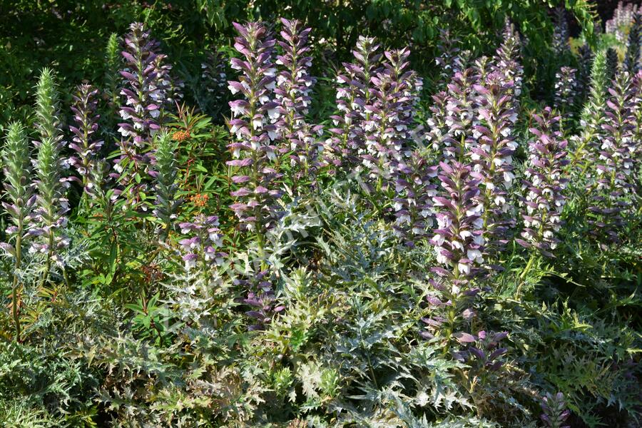 Paznehtník měkký - Acanthus mollis