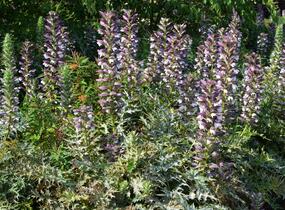 Paznehtník měkký - Acanthus mollis