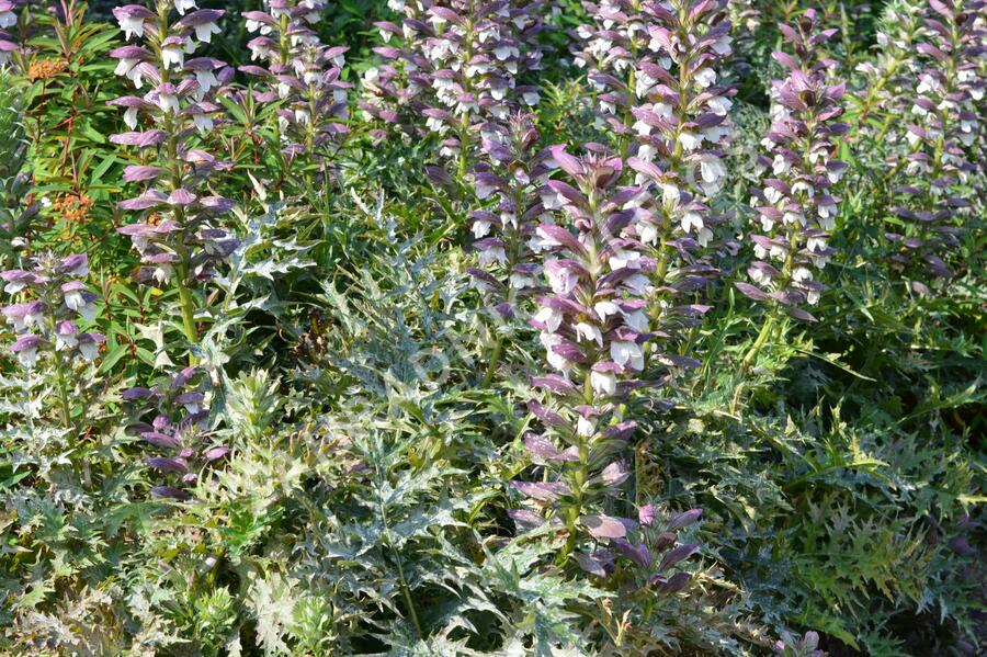 Paznehtník měkký - Acanthus mollis