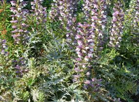 Paznehtník měkký - Acanthus mollis
