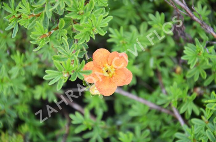 Mochna křovitá 'Red Joker' - Potentilla fruticosa 'Red Joker'