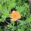 Mochna křovitá 'Red Joker' - Potentilla fruticosa 'Red Joker'