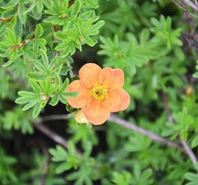 Mochna křovitá 'Red Joker' - Potentilla fruticosa 'Red Joker'