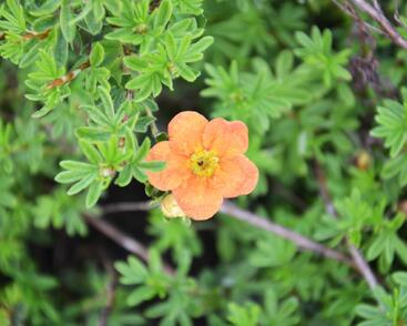 Mochna křovitá 'Red Joker'