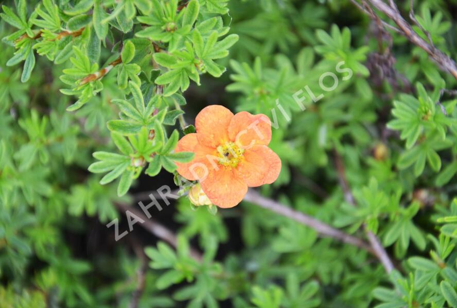 Mochna křovitá 'Red Joker' - Potentilla fruticosa 'Red Joker'