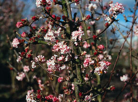 Kalina bodnanská 'Charles Lamont' - Viburnum bodnantense 'Charles Lamont'