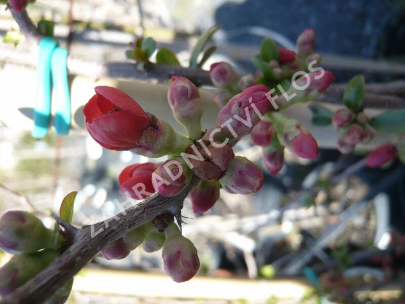 Kdoulovec nádherný 'Etna' - Chaenomeles superba 'Etna'