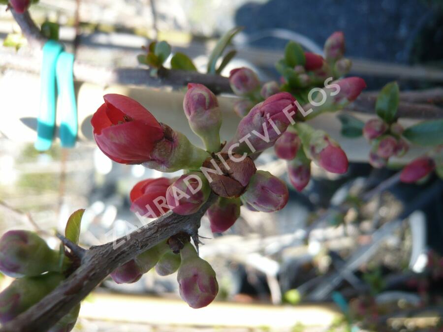 Kdoulovec nádherný 'Etna' - Chaenomeles superba 'Etna'