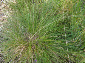 Kostřava ovčí - Festuca ovina