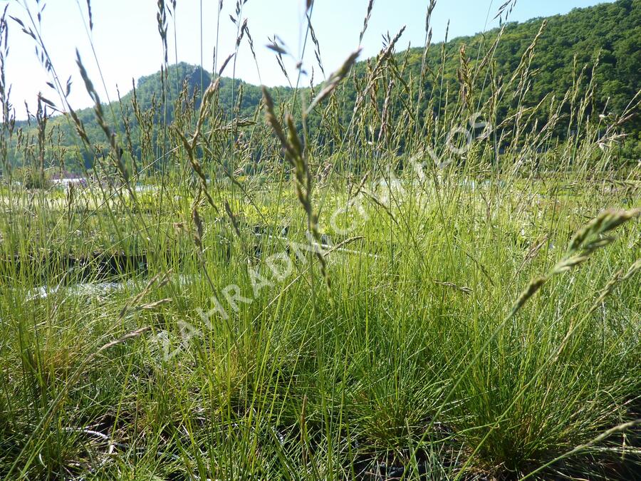 Kostřava ovčí - Festuca ovina