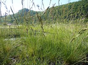 Kostřava ovčí - Festuca ovina