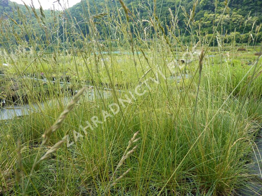 Kostřava ovčí - Festuca ovina