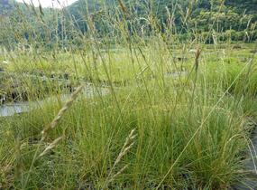 Kostřava ovčí - Festuca ovina