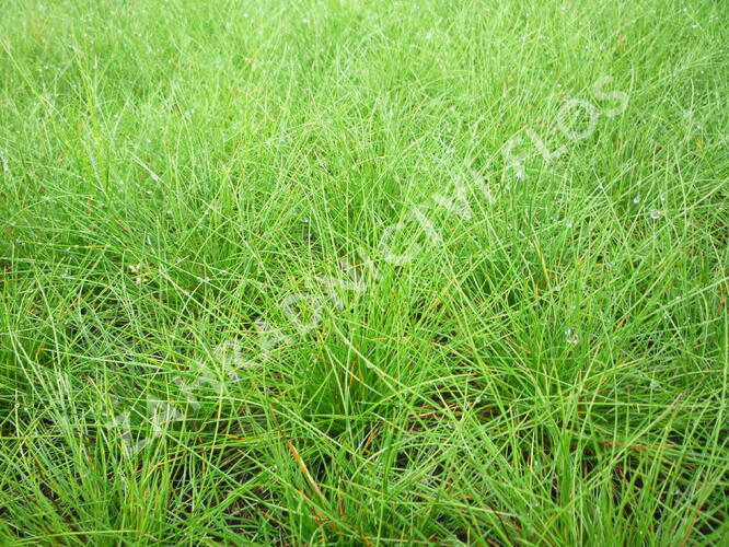 Kostřava ovčí - Festuca ovina