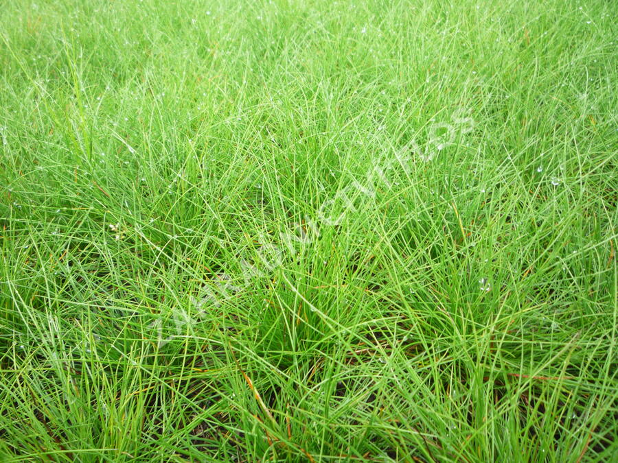 Kostřava ovčí - Festuca ovina