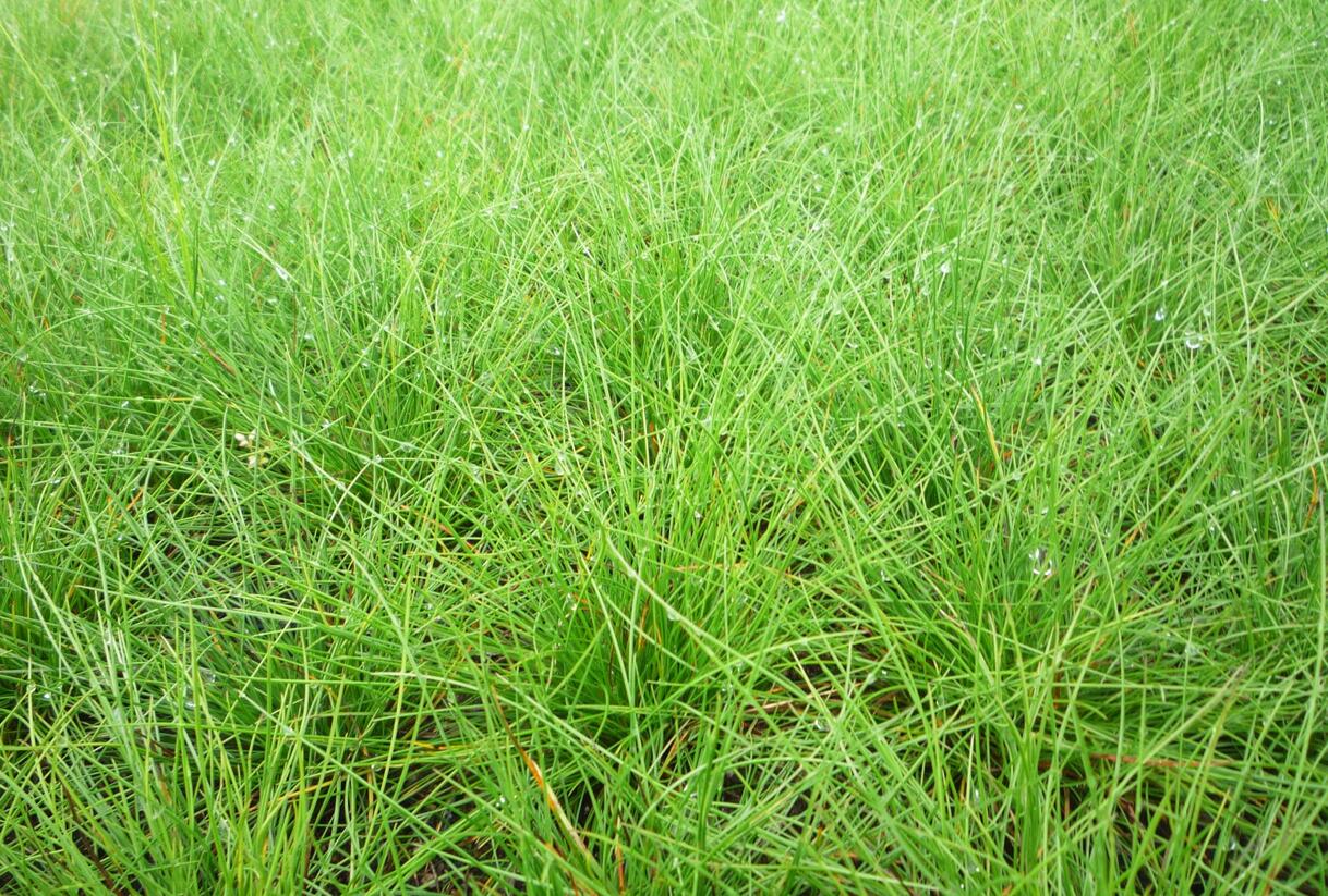 Kostřava ovčí - Festuca ovina