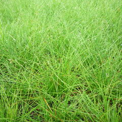 Kostřava ovčí - Festuca ovina