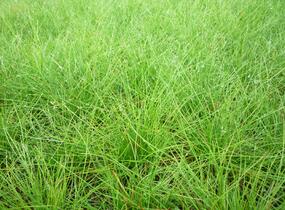 Kostřava ovčí - Festuca ovina