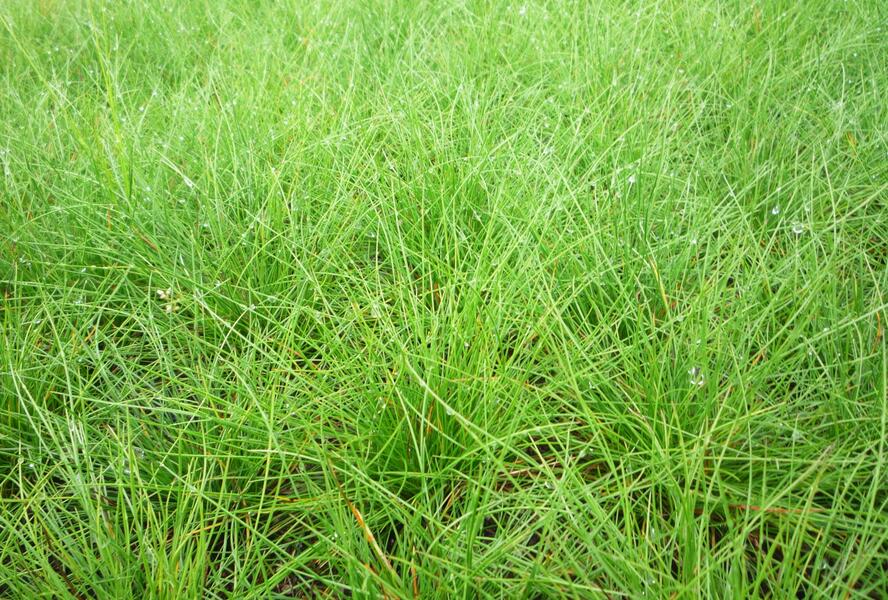 Kostřava ovčí - Festuca ovina