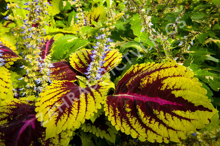 Pochvatec, Pokojová kopřiva 'Kong Rose' - Coleus blumei 'Kong Rose'