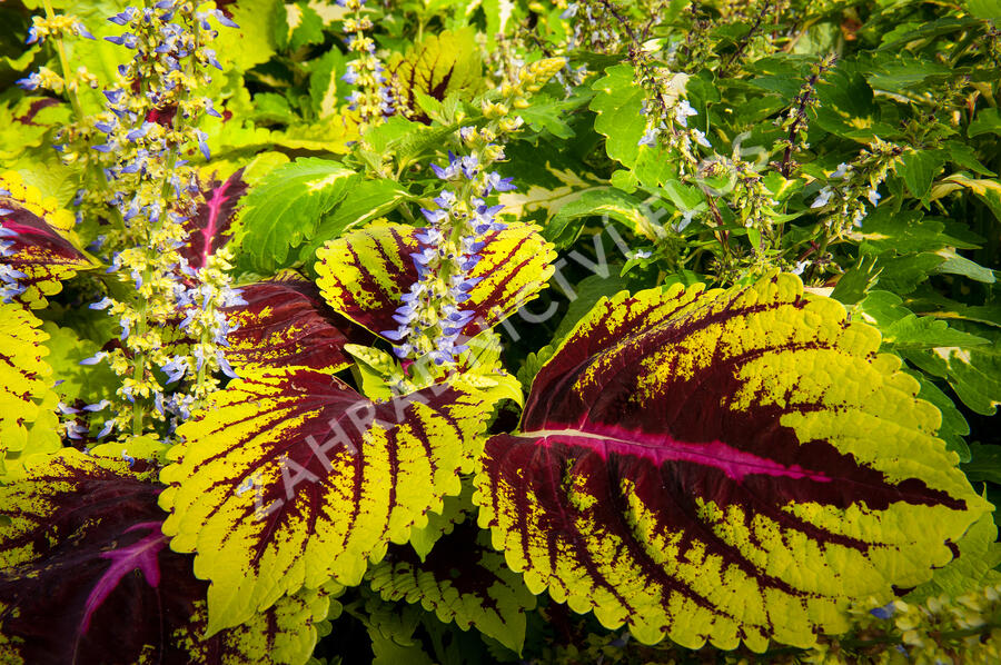 Pochvatec, Pokojová kopřiva 'Kong Rose' - Coleus blumei 'Kong Rose'