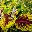 Pochvatec, Pokojová kopřiva 'Kong Rose' - Coleus blumei 'Kong Rose'