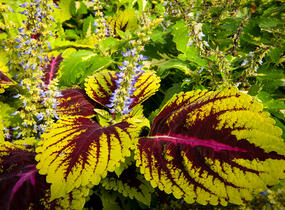Pochvatec, Pokojová kopřiva 'Kong Rose' - Coleus blumei 'Kong Rose'