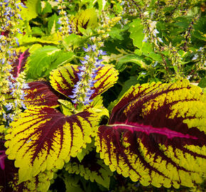 Pokojová kopřiva 'Kong Rose' - Coleus blumei 'Kong Rose'