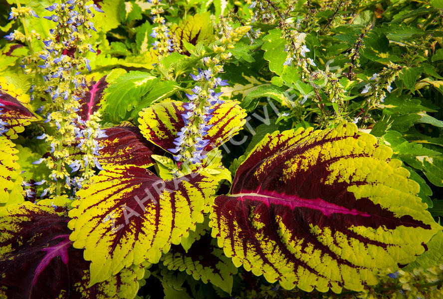 Pochvatec, Pokojová kopřiva 'Kong Rose' - Coleus blumei 'Kong Rose'