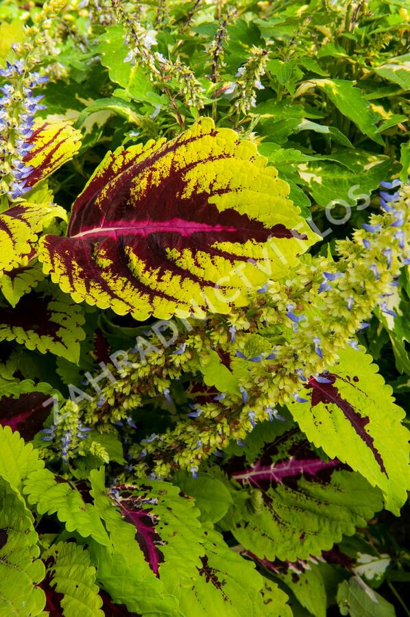 Pochvatec, Pokojová kopřiva 'Kong Rose' - Coleus blumei 'Kong Rose'