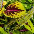 Pochvatec, Pokojová kopřiva 'Kong Rose' - Coleus blumei 'Kong Rose'
