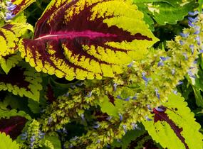 Pochvatec, Pokojová kopřiva 'Kong Rose' - Coleus blumei 'Kong Rose'