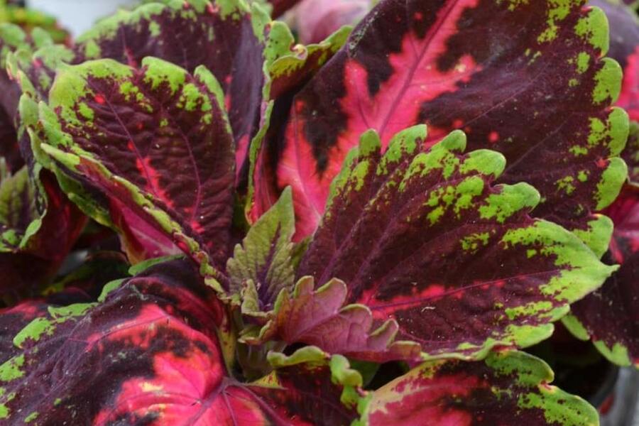 Pochvatec, Pokojová kopřiva 'Kong Red' - Coleus blumei 'Kong Red'